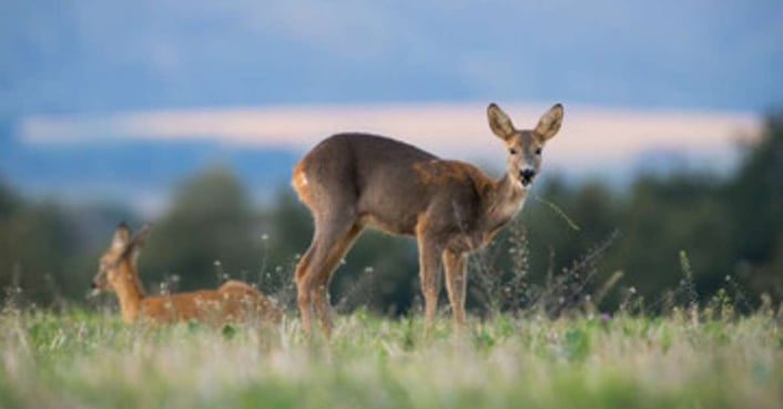 Baby deer