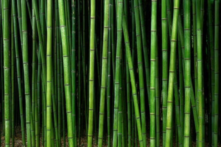 bamboo_1200x