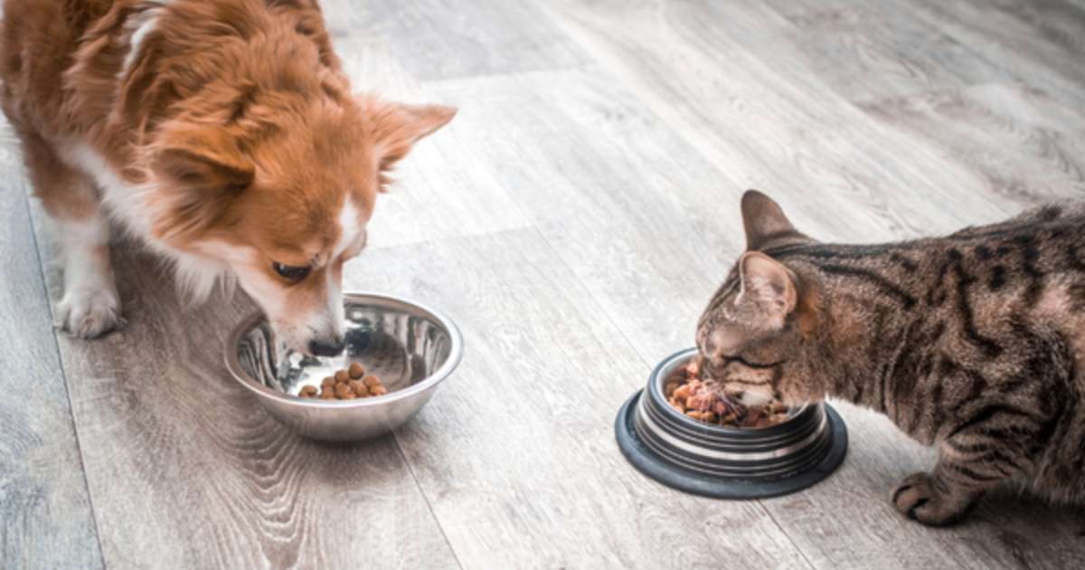 Packaging Trends in Pet Food Production